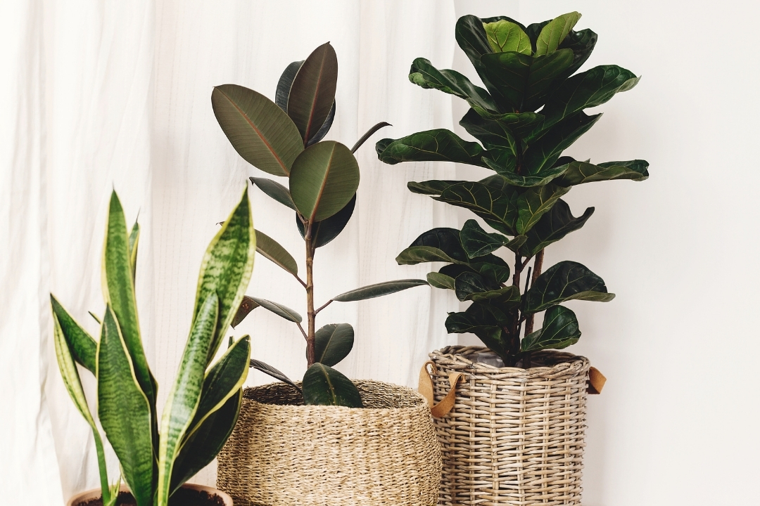 10 House Plants for your Apartment and How to Care for Them